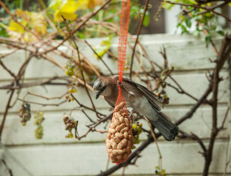 Eurasian jay eating peanuts from a feeding bag in gardenの写真素材