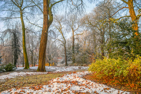 Snow on trees and foliage in fall parkの写真素材