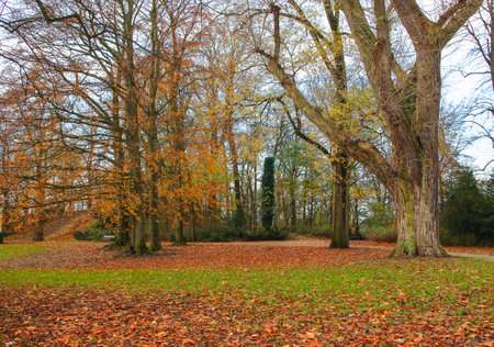 Park with trees  in fall colorsの写真素材