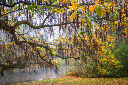 Willow tree in autumn colors in a parkの写真素材