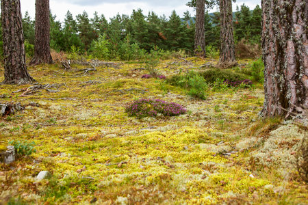 Beautiful open spot in forest with heather の写真素材