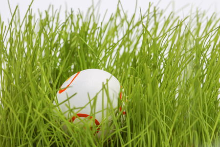 White easter egg hidden in grassの写真素材
