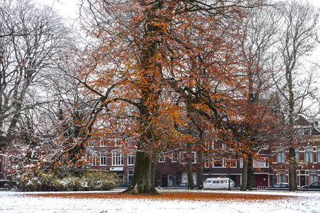 Brown fallen leaves on the snowcovered grass in an urban parkの写真素材