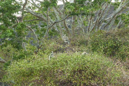 Grey Langur monkeys  Semnopithecus Schistaceus  in a tree in Yala National Park, Sri Lankaの写真素材