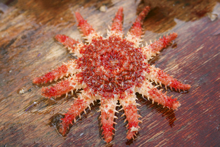Red sea star ( Crossaster papposus) with twelve tentaclesの写真素材