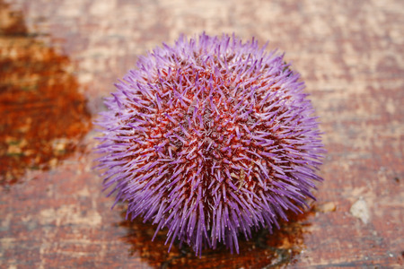 Purple Sea Urchin (Strongylocentrotus purpuratus) caught in Icelandの写真素材