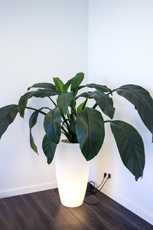 Living plant in pot with lamp standing in corner of living roomの写真素材