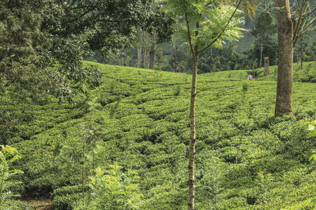 Tea plantatiion in Ella in Sri Lankaの写真素材