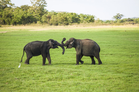 Two young elephant bulls playingの写真素材