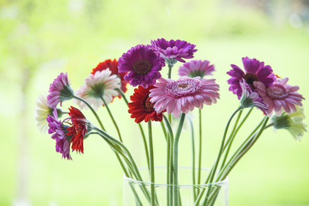 Daisy flower gerbera bouquet in a vase on a light green backgroundの写真素材