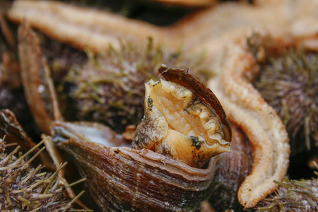 living sea snail coming out of shell with an orange starfish in the background

の写真素材