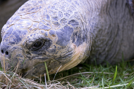 Close up of face of giant Galapagos Turtleの写真素材