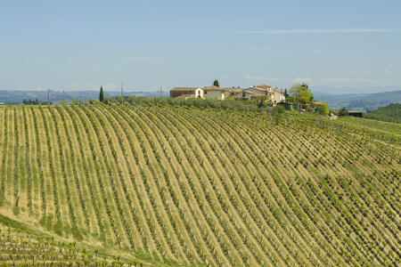 Panoramic view of a vineyard in the Chianti region of Tuscany, Italy

の写真素材