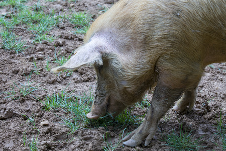 Close up of a pig standing in the mud of an organic farmの写真素材