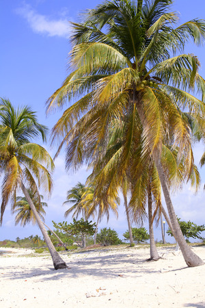 Tropical beach with palm trees near the ocean in Cuba

の写真素材