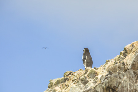 Humboldt Penguin looking out on a rock on the Island Ballestas in Paracas national park in  Peru, South Americaの写真素材