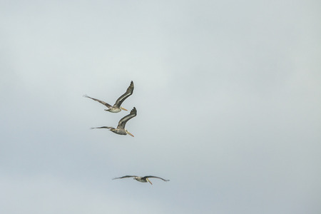 Three Peruvian pelicans flying 

の写真素材