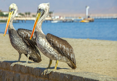 Two Peruvian pelicans on a wall in Paracas in Peru

の写真素材