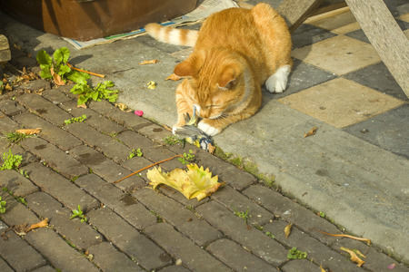 Ginger cat playing its prey, a great tit bird in the gardenの写真素材