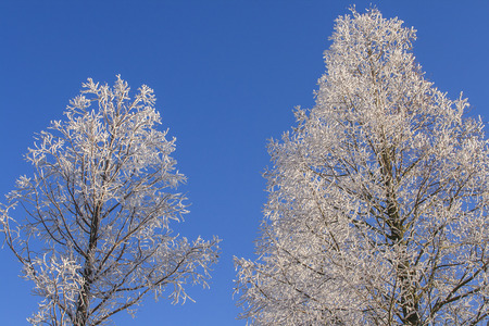 Close-up view of frozen trees against a blue skyの写真素材