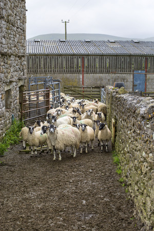 A group of Yorkshire sheep on a farmの写真素材