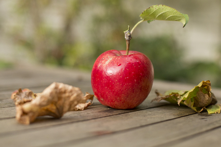 Fresh red apple from tree on wooden table with fallen leafs in the gardenの写真素材