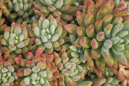 Beautiful red green succulent as backgroundの写真素材