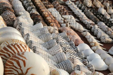 A large collection of sea shells on display