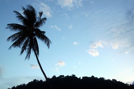 Photo shot of a Silhouette of a coconut tree.の写真素材
