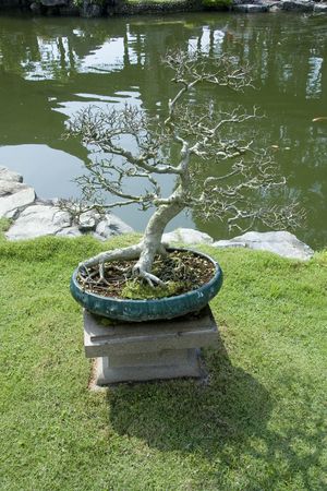 A bonsai in a chinese style garden.の写真素材