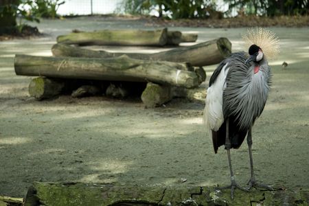 Photo shoot of a tall standing birdの写真素材