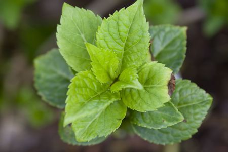 Top close up shot of a green plant.