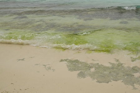 Close up shot of the green maldives beach.の写真素材