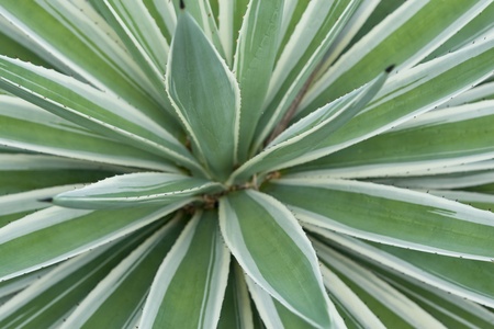 A detail close up shot of a plant.の写真素材