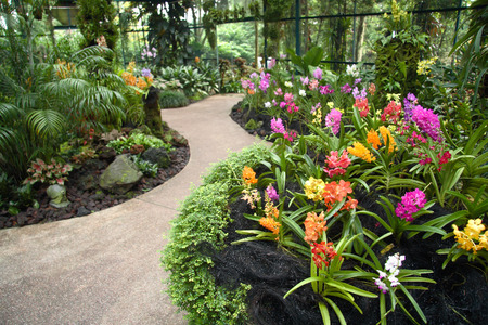 A shot of beautiful orchid garden in Singapore.の写真素材