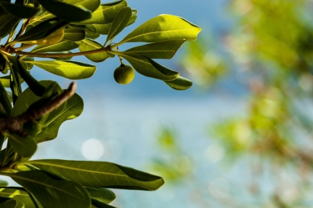 Selective focus photo of green fig growing on the tree 