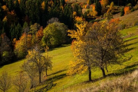 Mountain meadow photographed in autumn, with deciduous and evergreen trees changing foliage color to yellow and red の写真素材