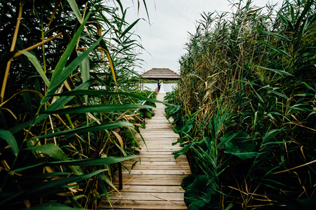 pier by the river with reedsの写真素材