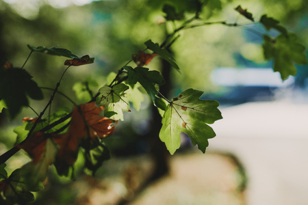 branch of tree with green leavesの写真素材