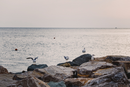 seagulls on the beachの写真素材