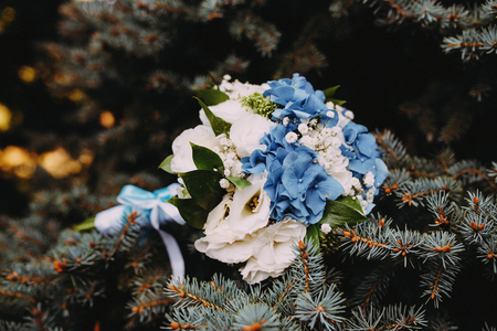 bouquet on a branch of blue spruceの写真素材