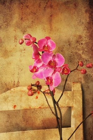 Old fashioned textured orchid on a wooden chair,の写真素材