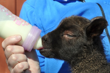 A three day old lamb is hand fead from bottle.の写真素材