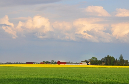 Green wheat field and yellow rapefield with red farmhouses in the background.の写真素材