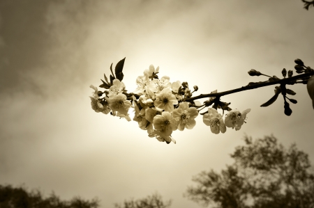 Cherry blossom in sepia against dramatic sky.の写真素材
