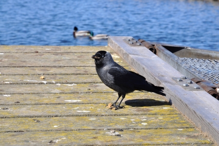 Crow on pier by the water with ducks in the background 