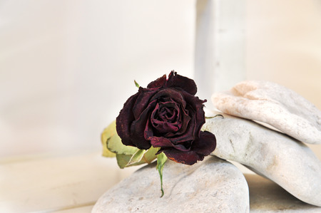 Dry red rose in arrangement with white stones の写真素材