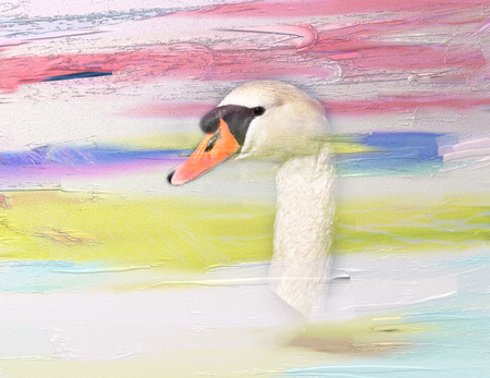 Digital oil painting with closeup of a swan head, montage.の写真素材