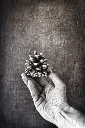 Textured grunge image of hand holding pine cone.の写真素材