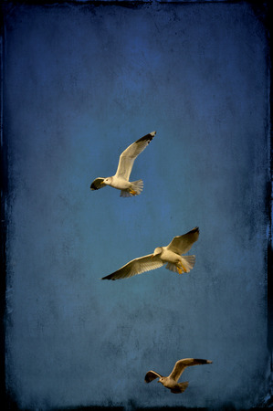 Textured image of three seagulls.の写真素材